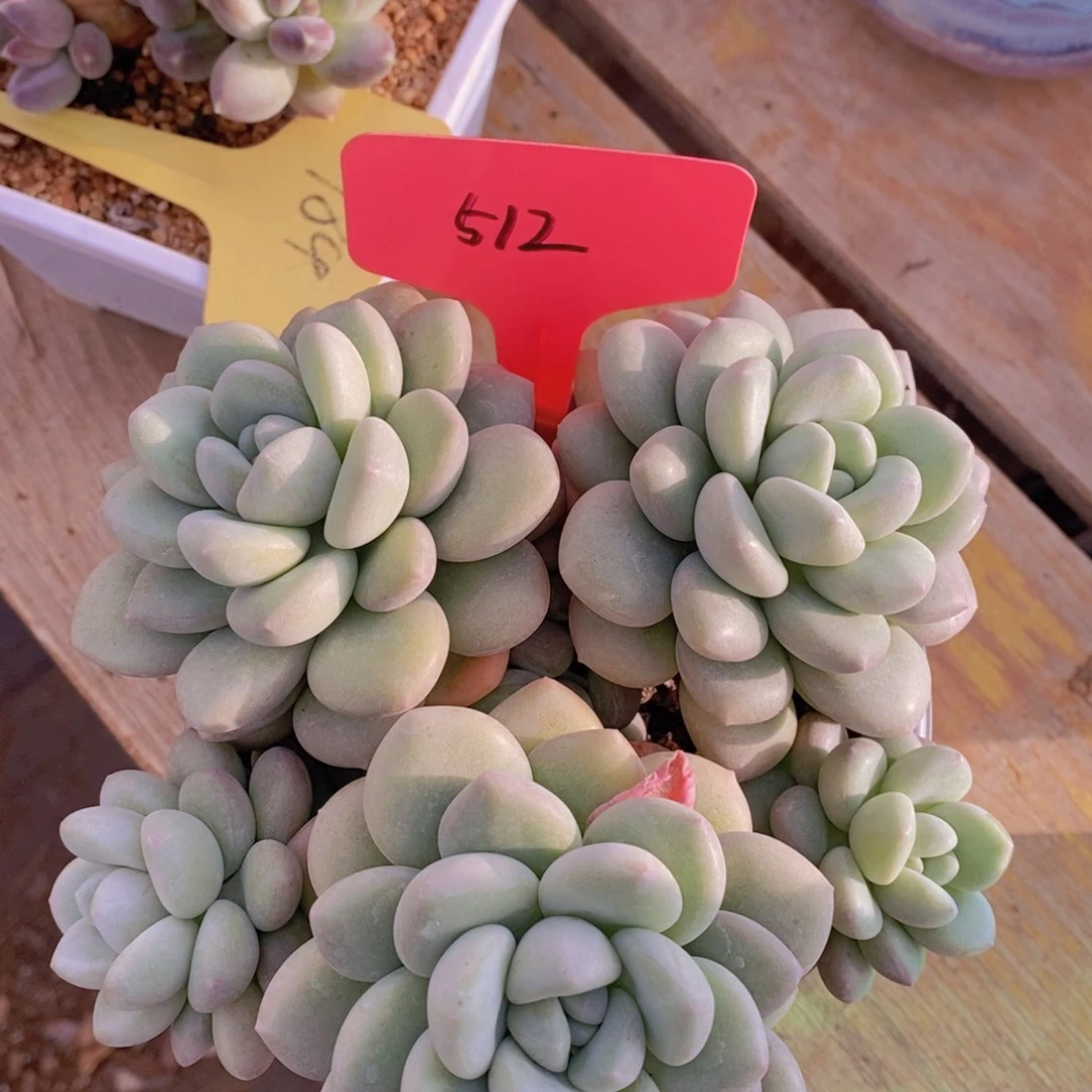 精品多肉，一物一拍，看准下单