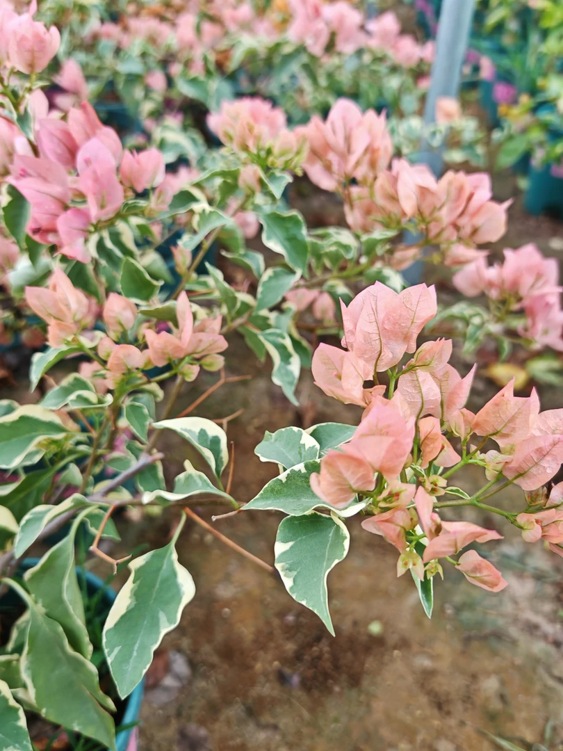 马斯三角梅原生（细）牙签苗（不售后）