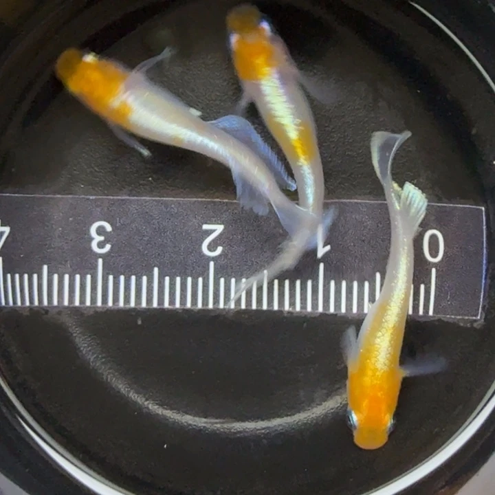 青鳉鱼红白赤壁20号