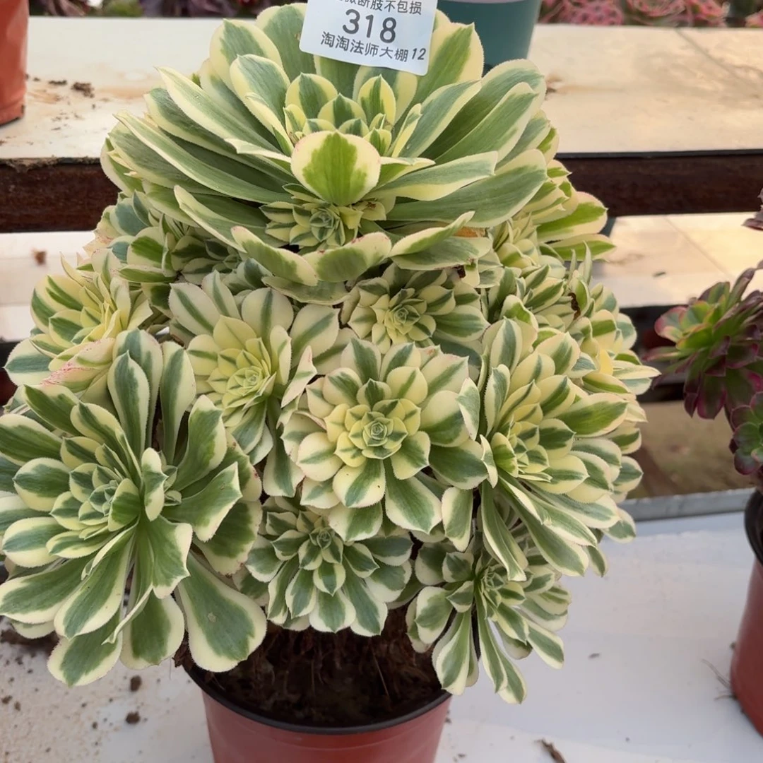 318迈巴赫多肉植物法师