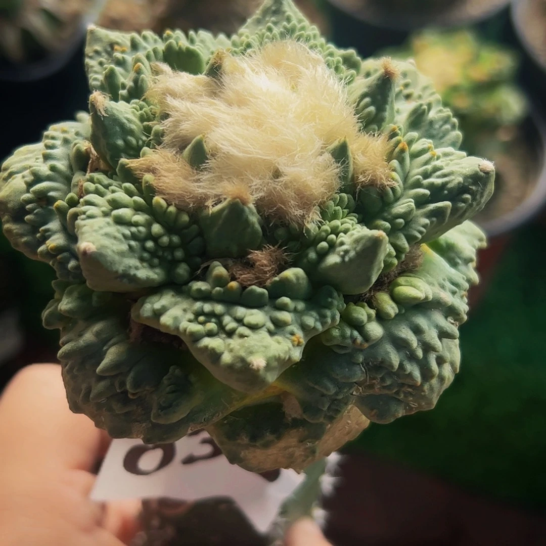 无花朵福利怒涛牡丹033
