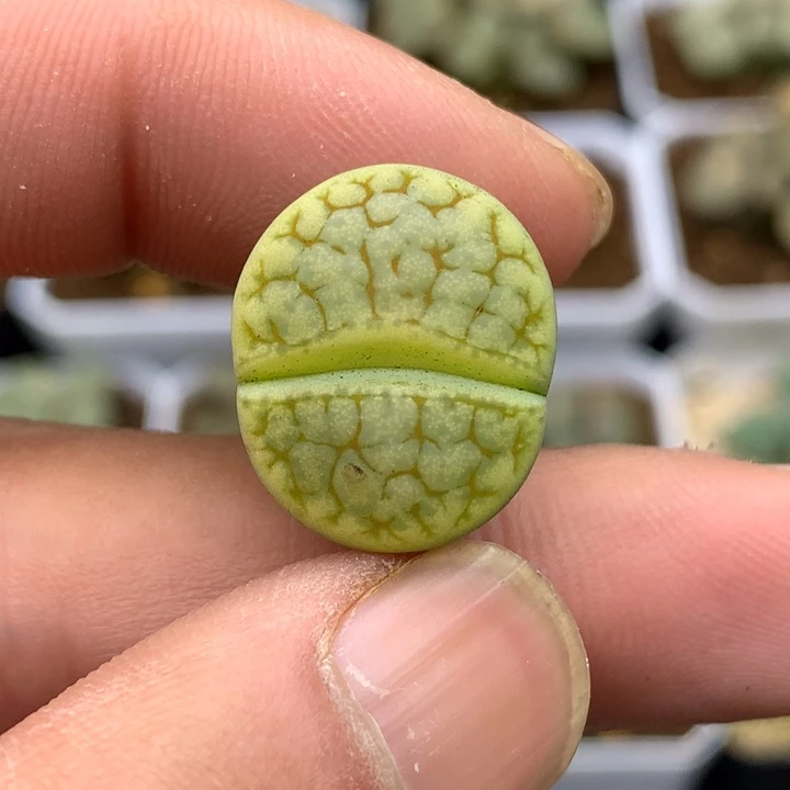 精品多肉植物c383绿荒