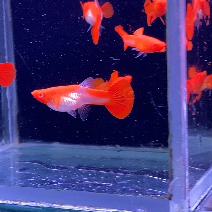 孔雀鱼小通背分水10条