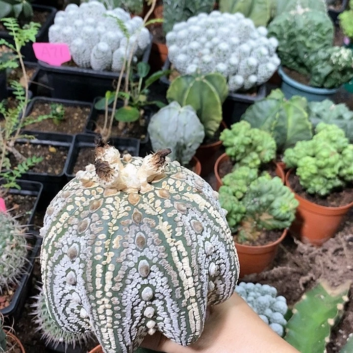 花花草草花花草草