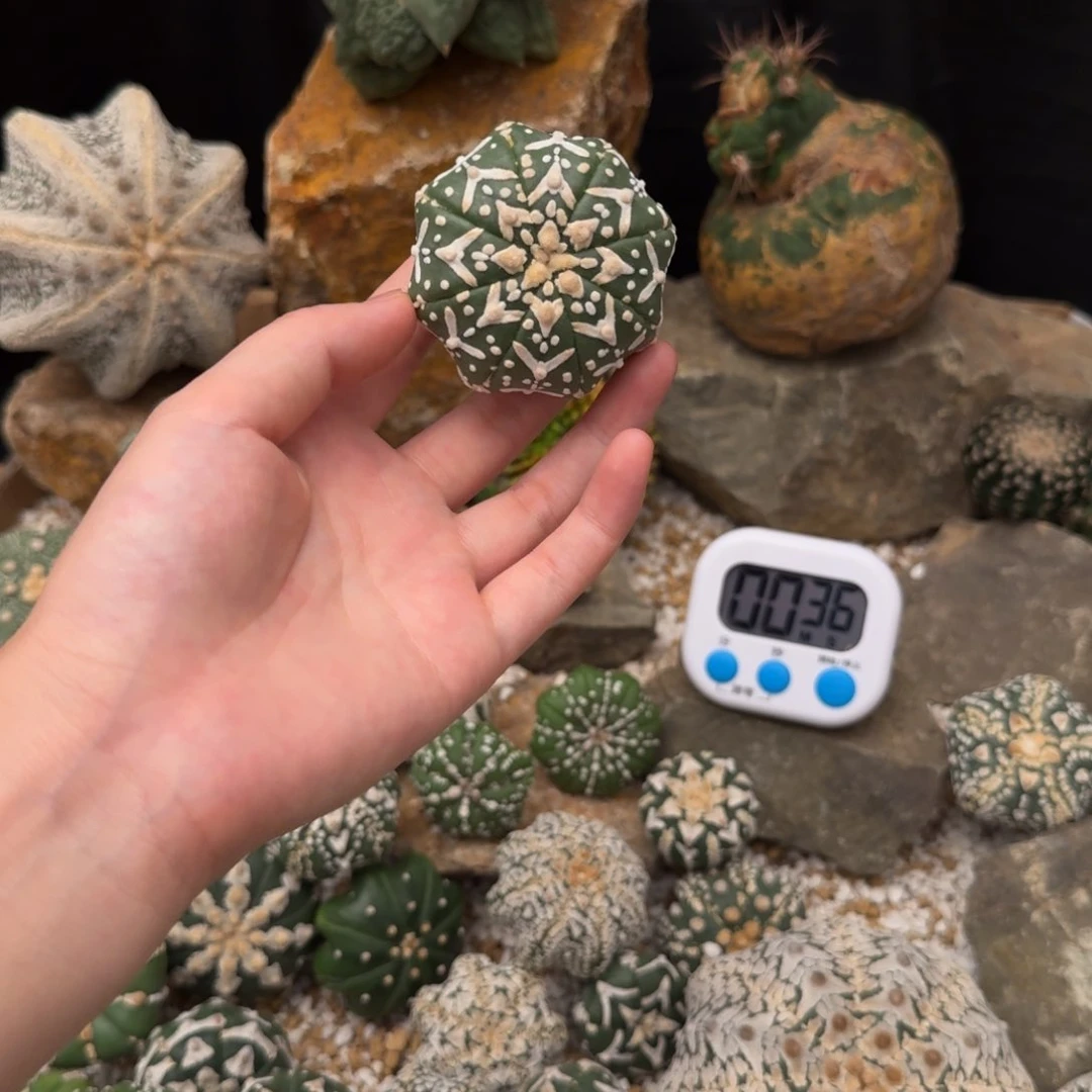 花***哥v兜哈哈哈哈哈哈哈