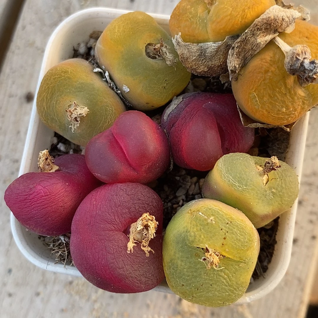 2109母本双头彩蟠桃一组