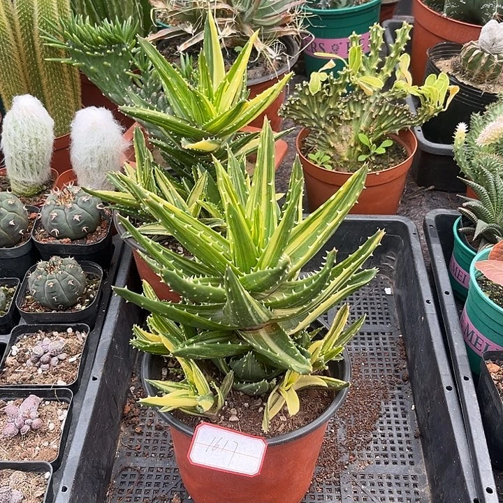 ****世无花朵1617带盆包邮