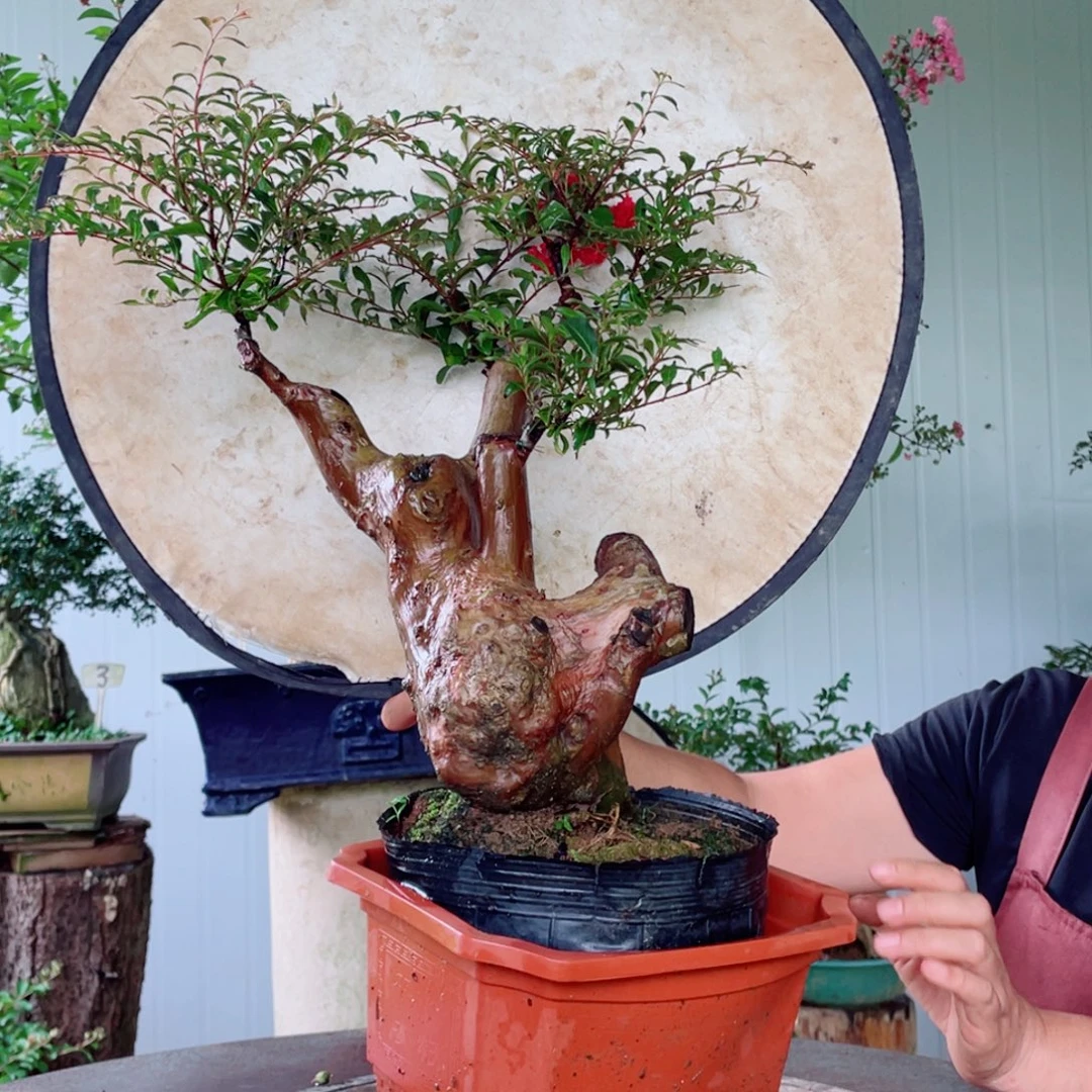 少量花朵（建议范围：2朵-5朵 或40%以下）