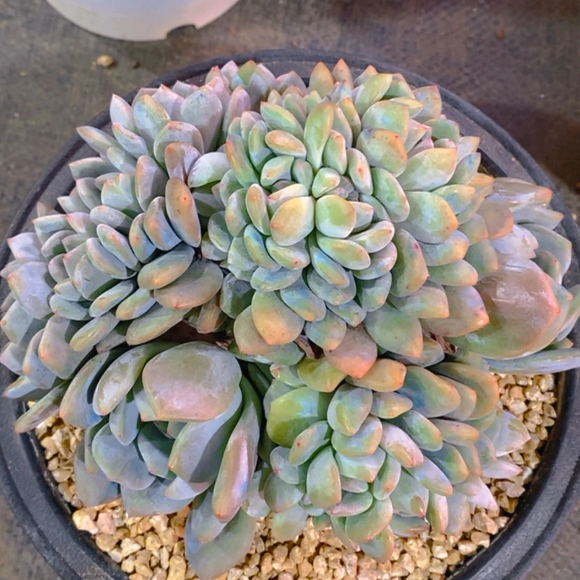 【闪购商品】请***乐1111111111