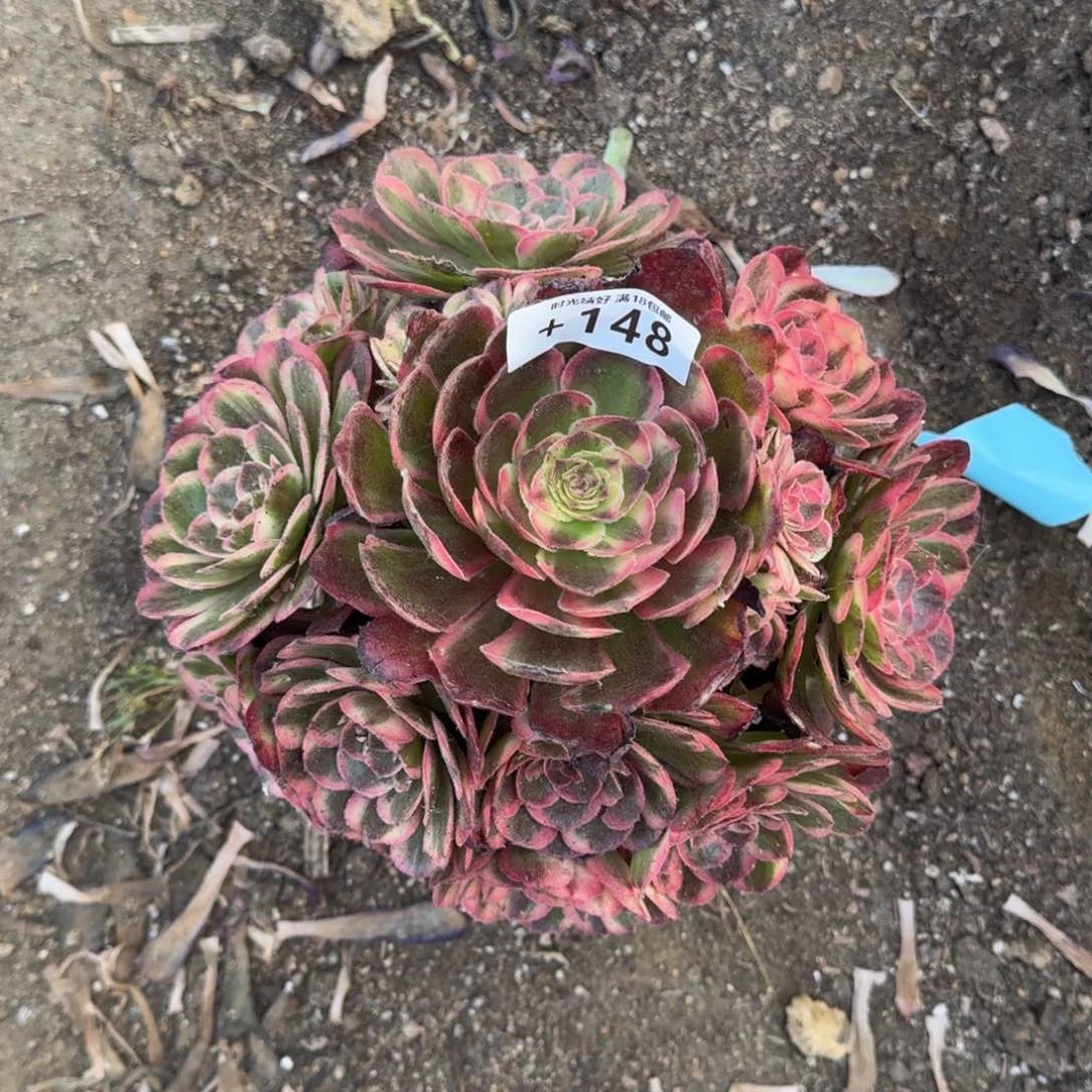 148海神，多肉植物