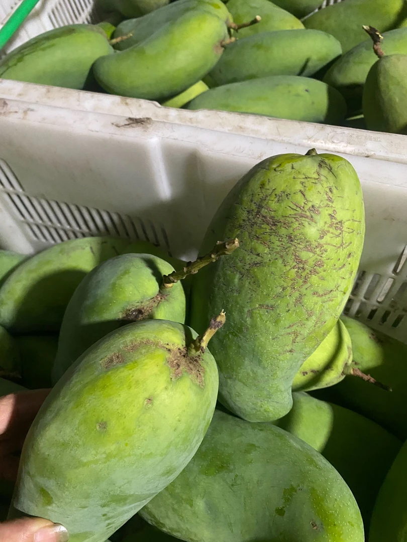 龅牙妹【催熟吃】四川攀枝花大青芒金煌芒果Q弹香甜无筋无丝5斤9斤