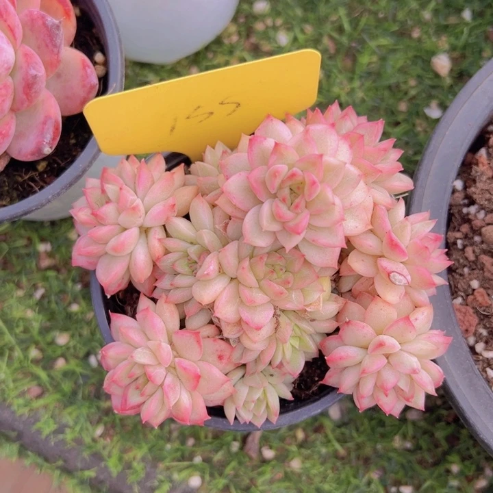 健健康康平平安安