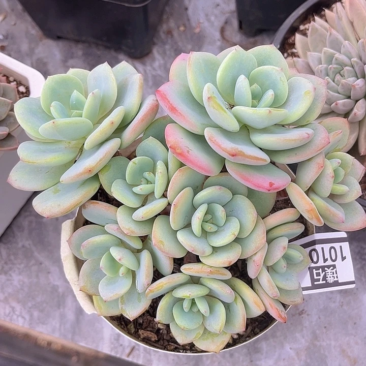 白月光10100多肉植物