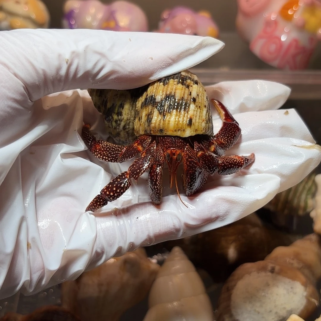 开播福利黑莓口径2.2口