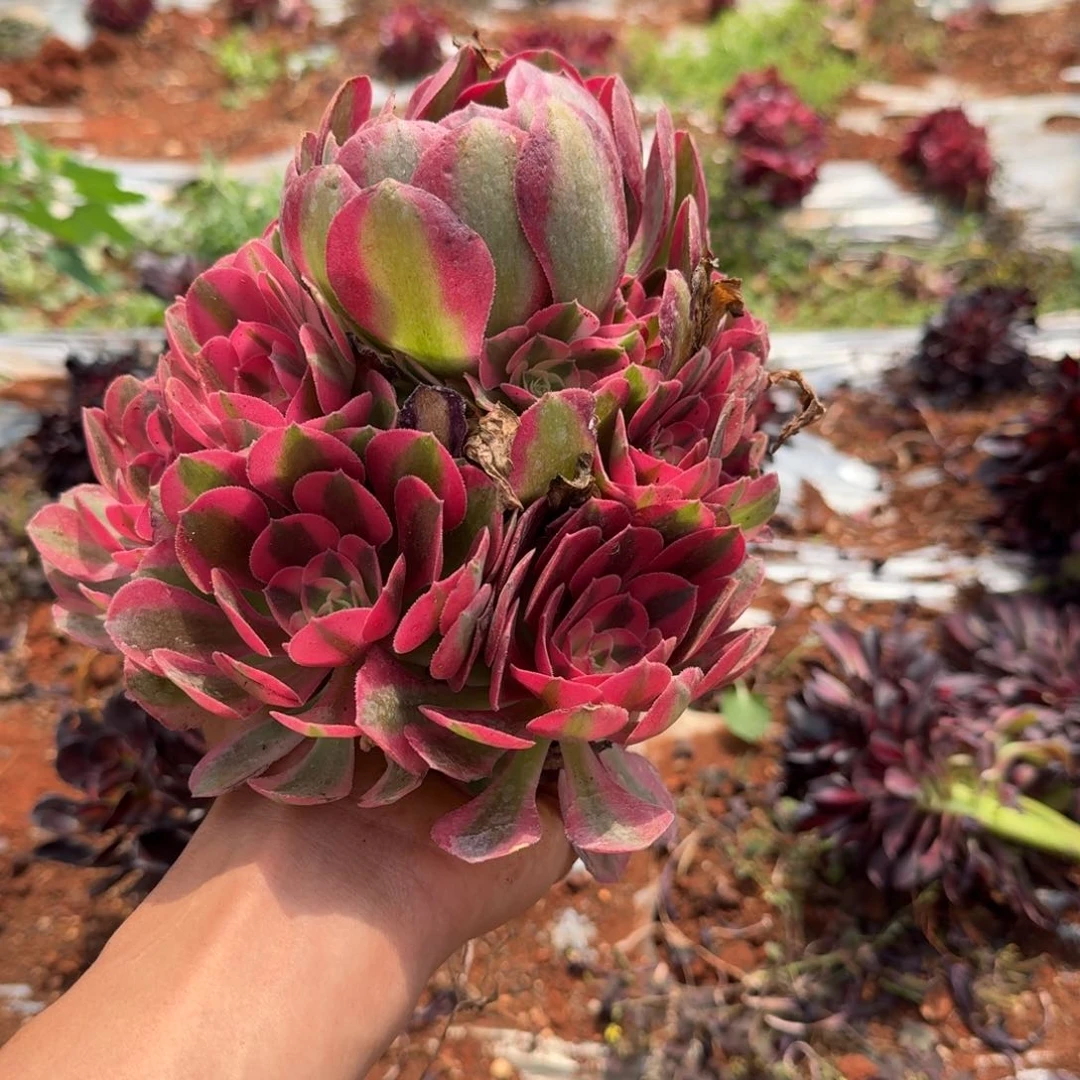 9.9女巫手捧送小缀啊啊啊啊啊