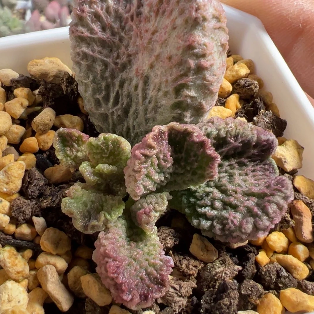 无花朵网格纹实生新品多肉植物水泡