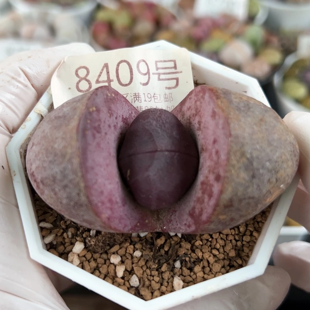 好养易活生石花大母本8409