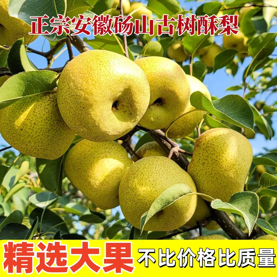 正宗安徽砀山酥梨皮薄多汁老树梨自家果园新鲜直发当季水果