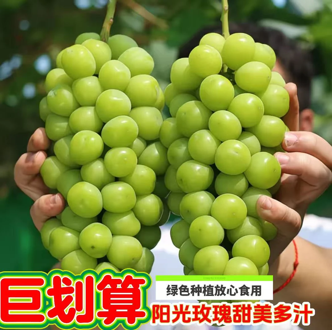 新鲜现摘阳光玫瑰应季水果脆甜多汁