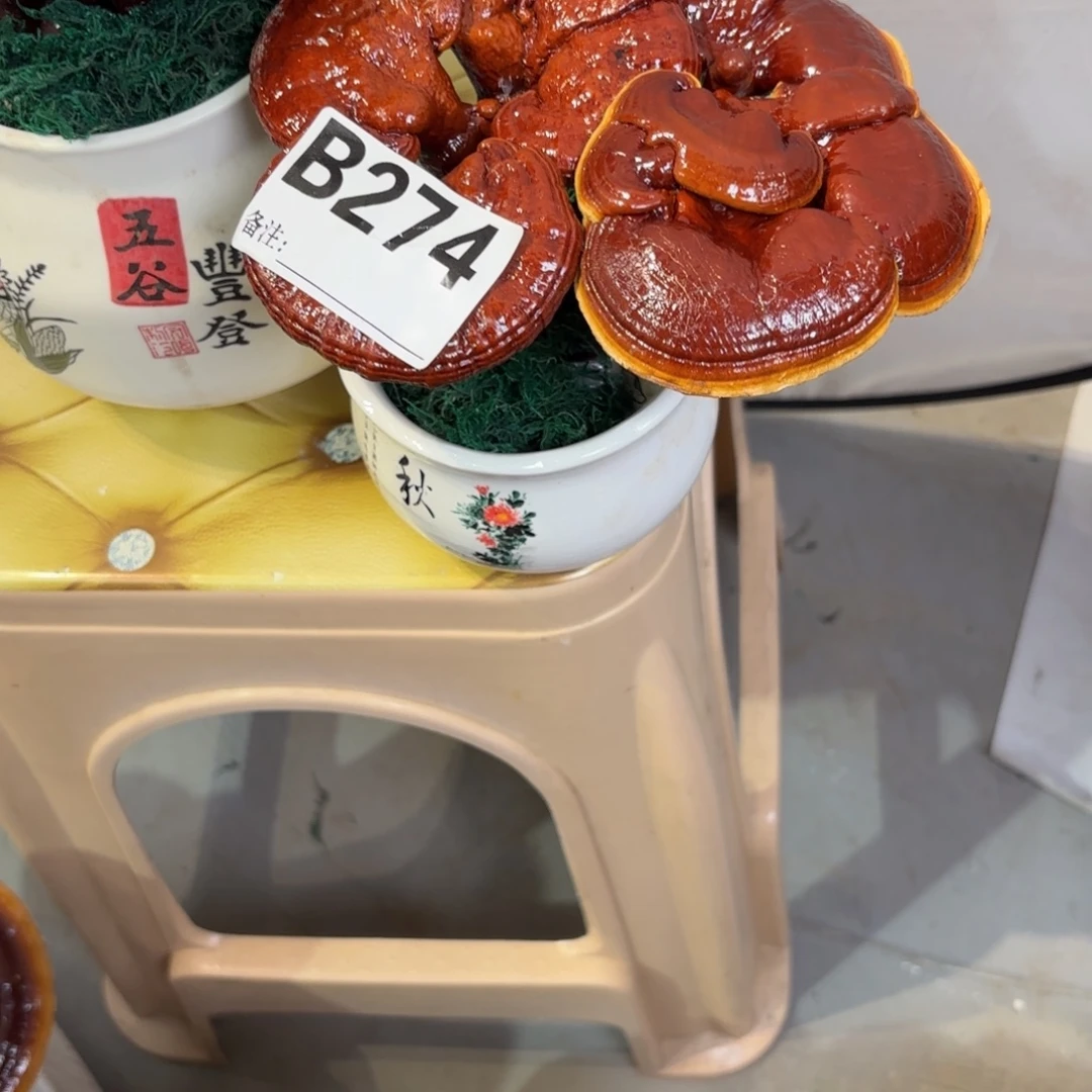 楊***将灵芝8888888888888888