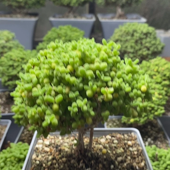 娟***娟蜜橘糖球7909枝干番杏