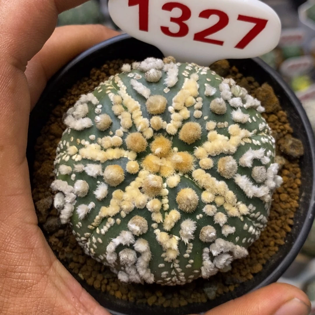 1327花园特价来了啊