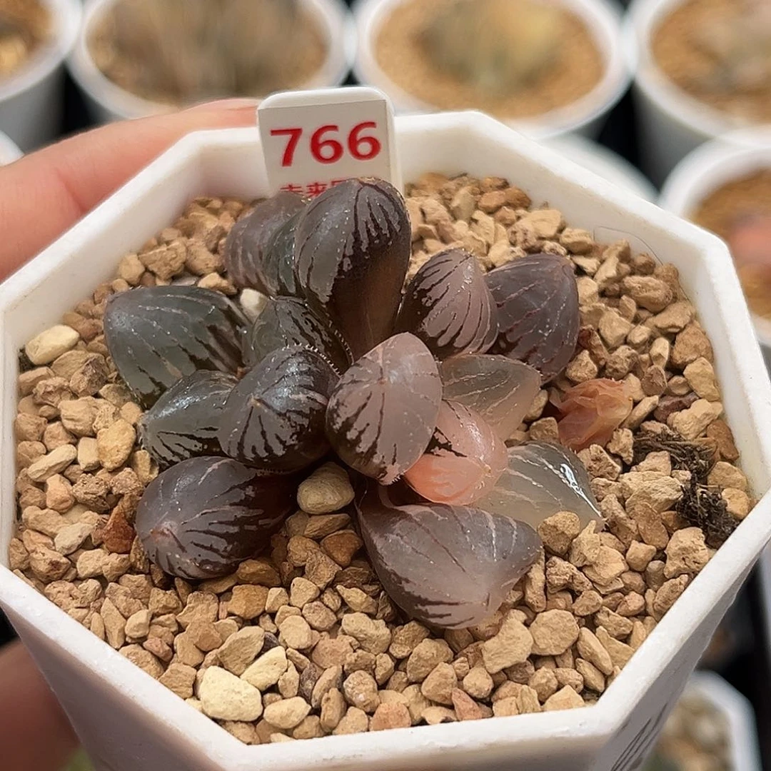 766糯玉露锦福利福利