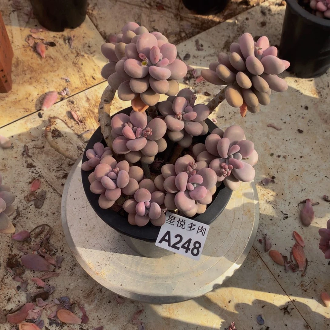 快****大星悦多肉  A248