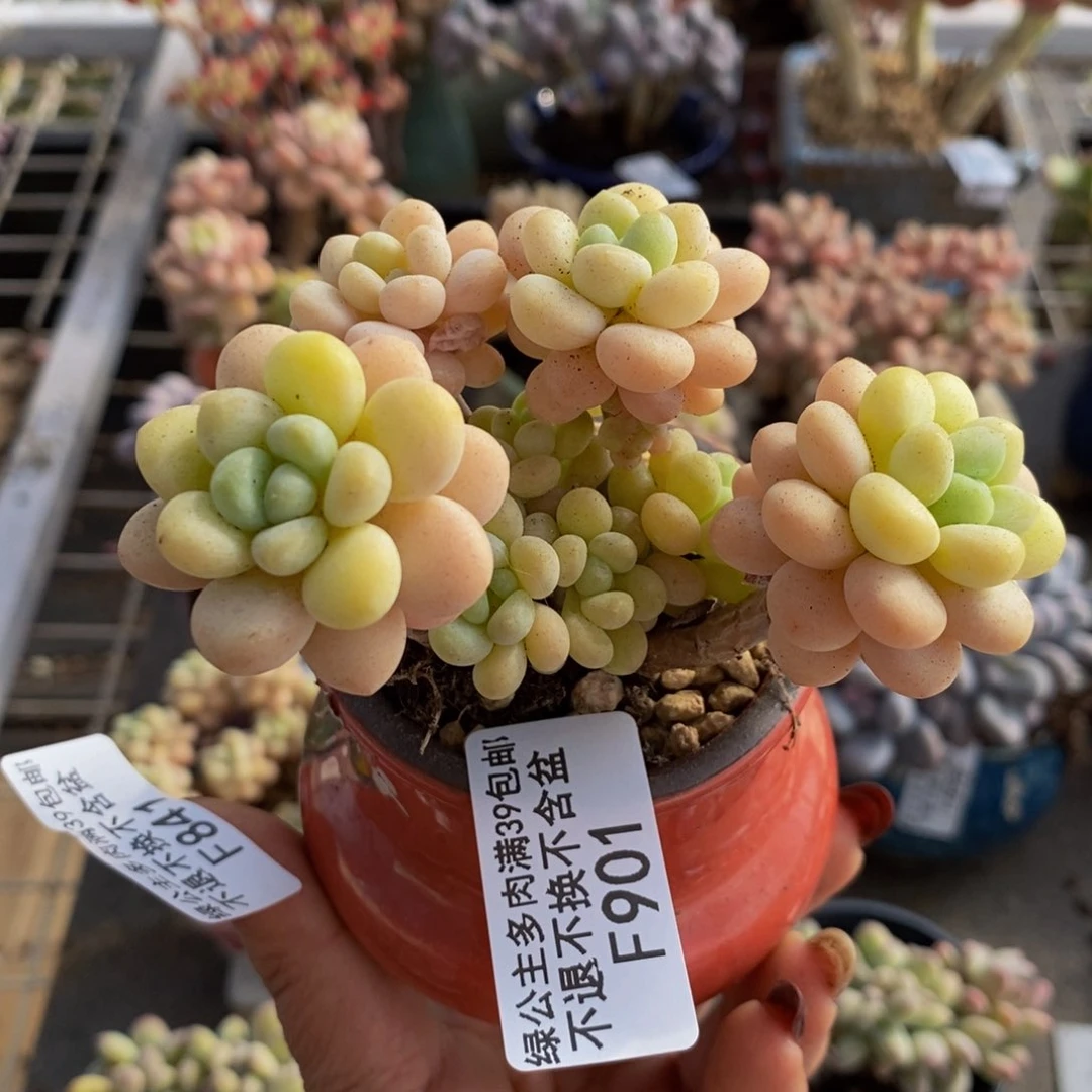 洛可可901/7cm多肉