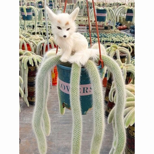 九尾狐多肉植物猴尾柱长毛仙人掌垂吊盆栽绿植