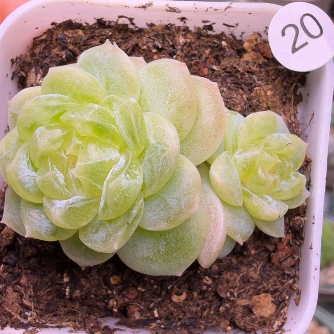 20号双头白冰一物一拍