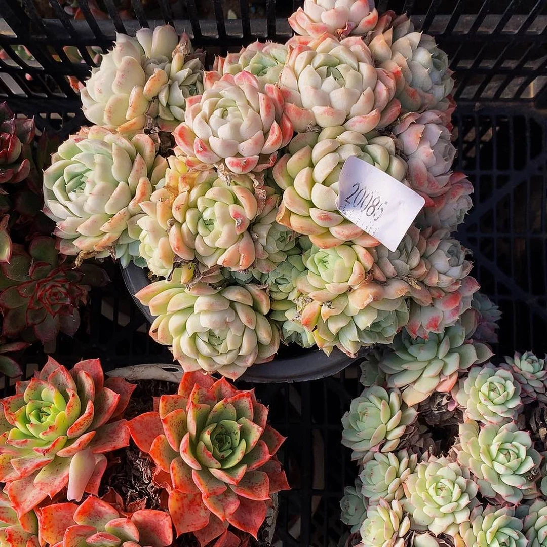 豆***丫     白月影多肉20085