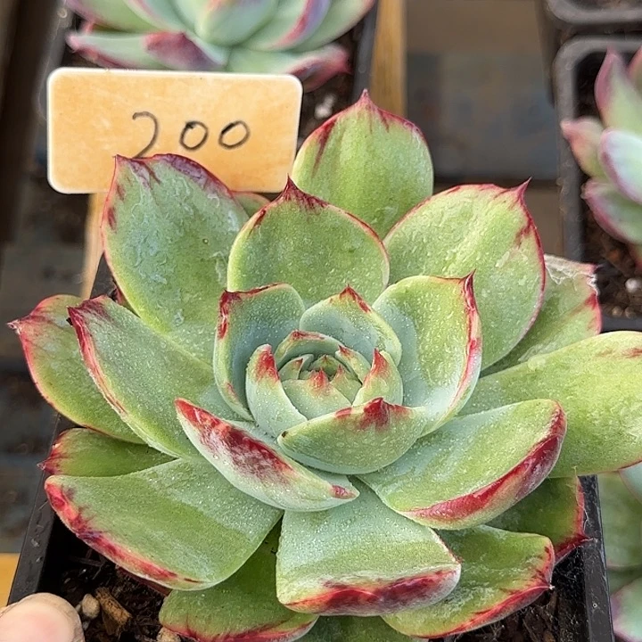 惊鸿一物一拍包装收缩花旱200