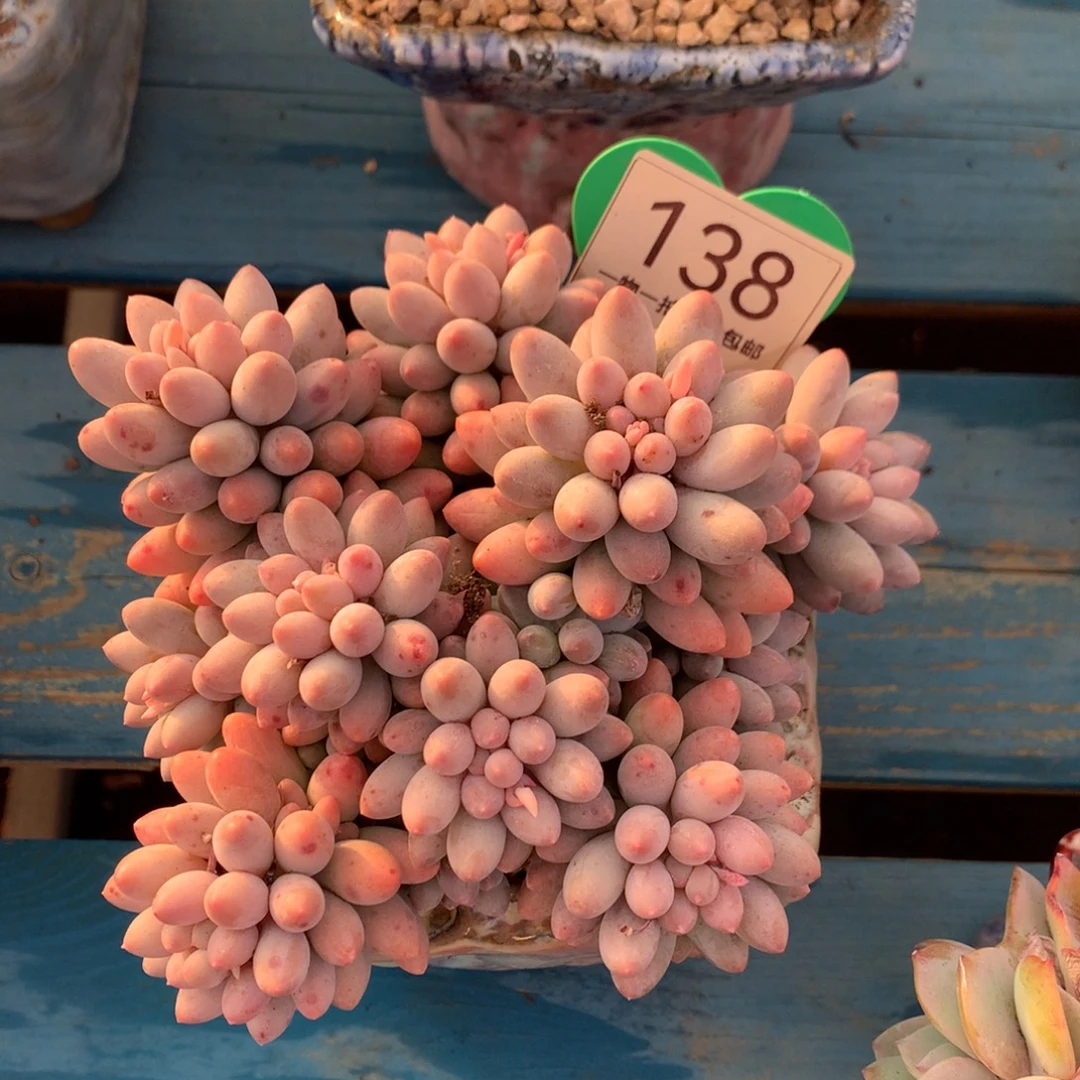 婴儿手指无砍平头138