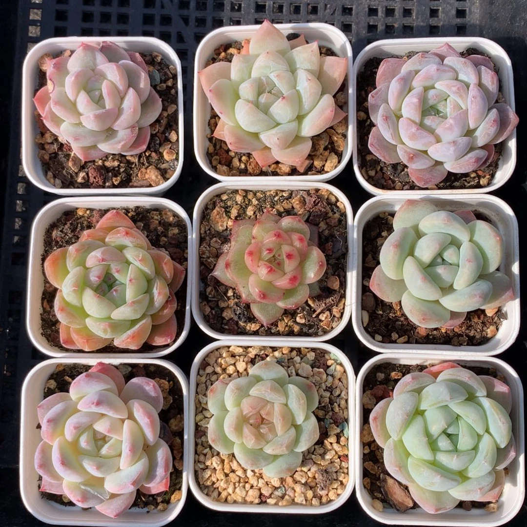 1210-66 糖心新品套餐