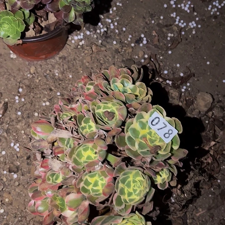 078妖月多肉植物不售后