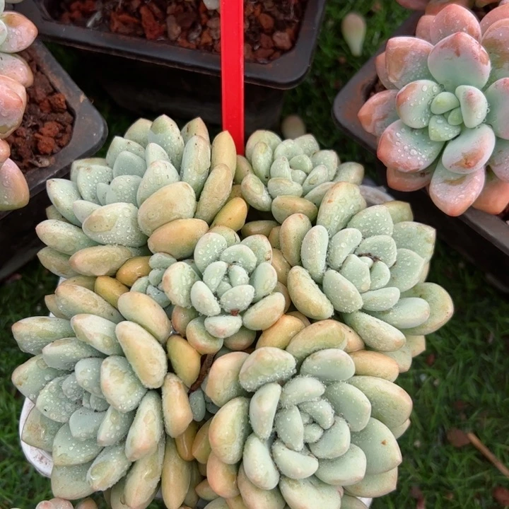 213泡泡平平安安健健康康