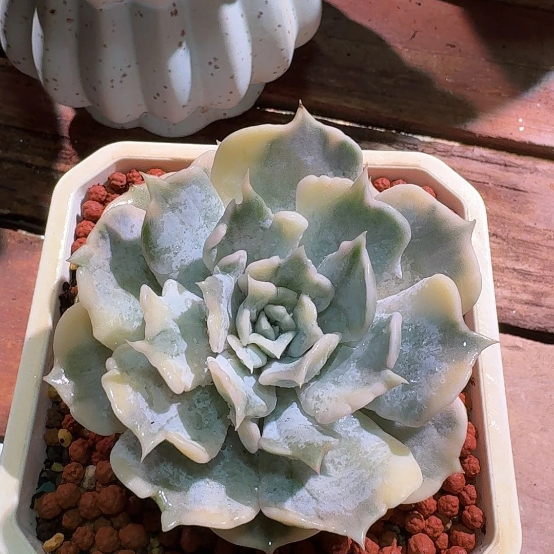 丽娜莲锦 多肉多肉