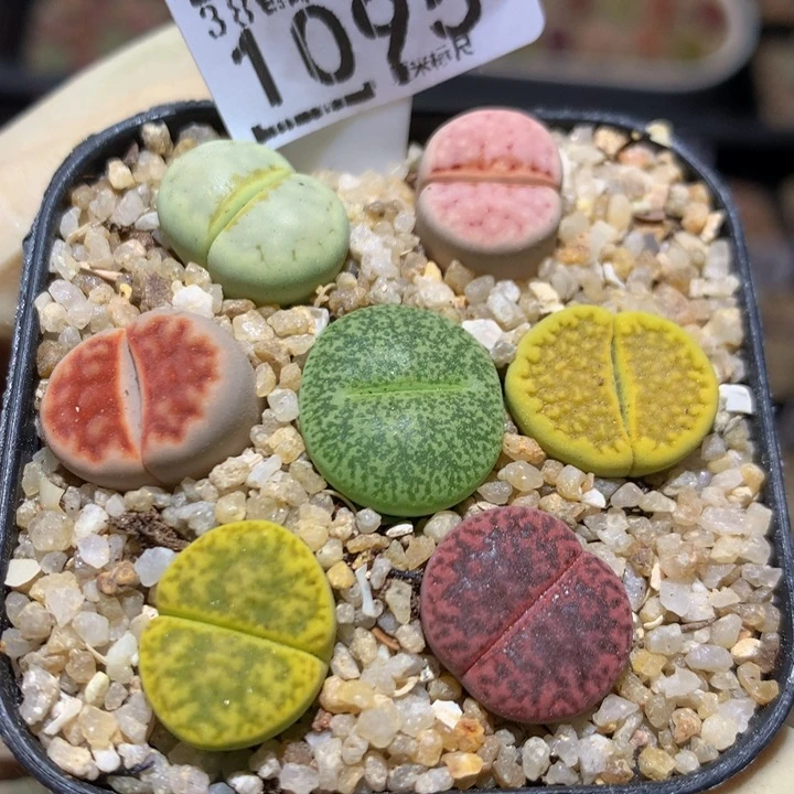 Sss生石花多肉1095