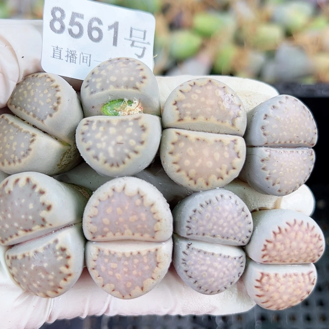 8561五年大饼干8个2.2-2.8cm