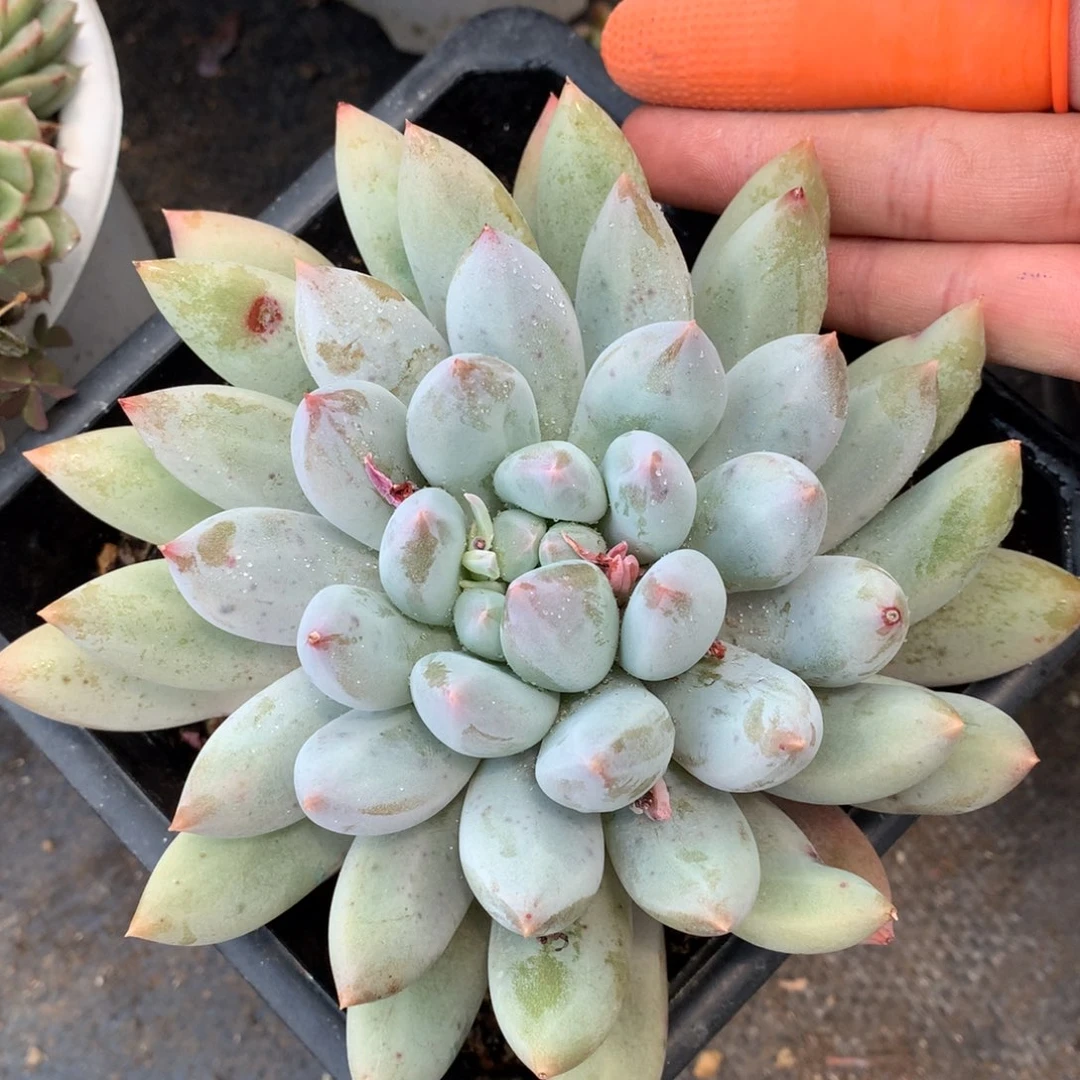 所罗门一物一拍26-87