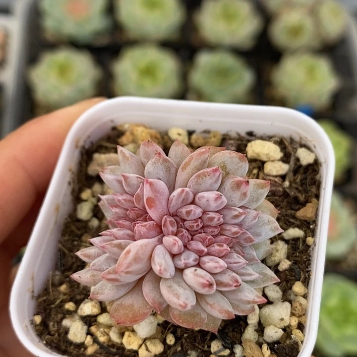 小陶的多肉 玉芙蓉缀