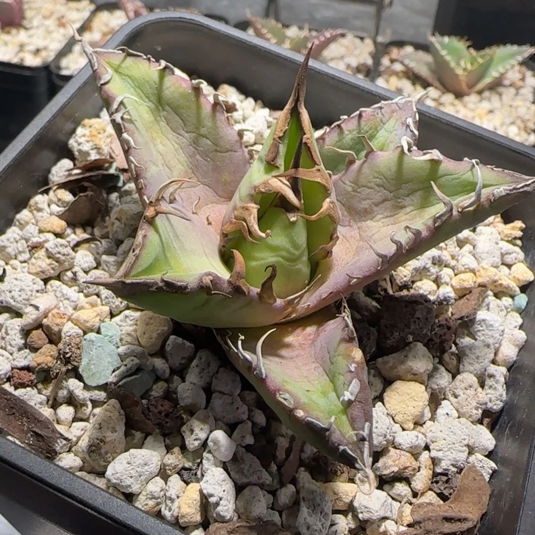 实生仁王冠龙舌兰5