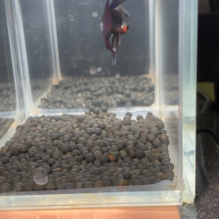 斗鱼泰国斗鱼588号