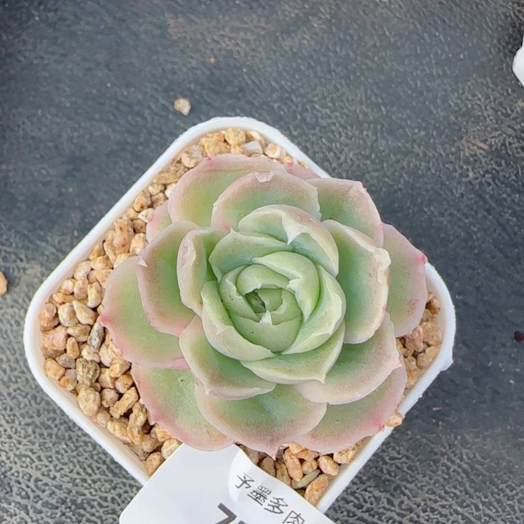 虾饺，7243多肉植物