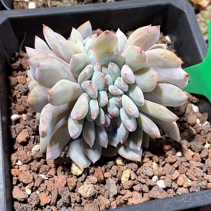 多肉植物937多肉