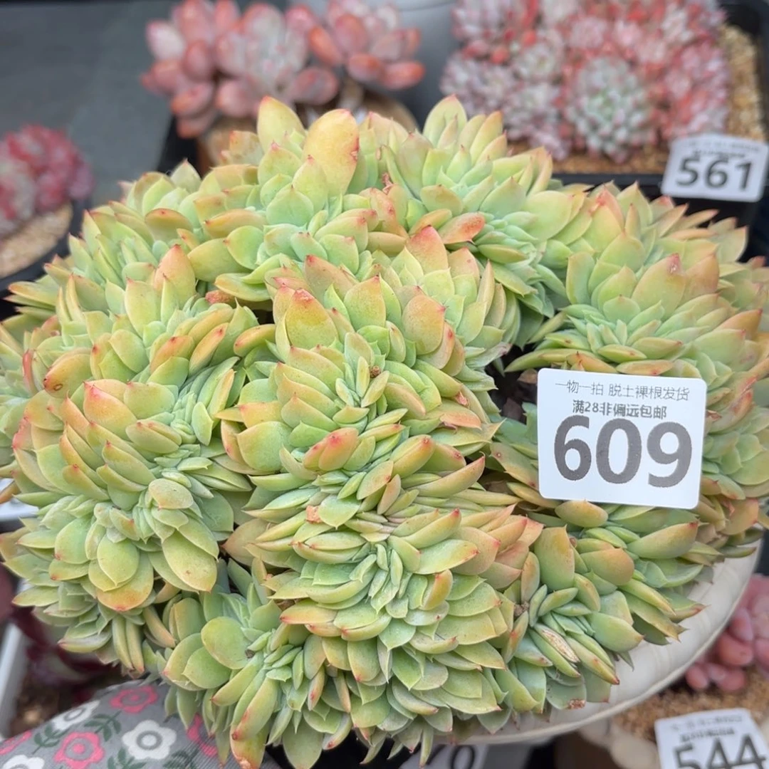 厚叶丝绸面纱缀化无盆土发货