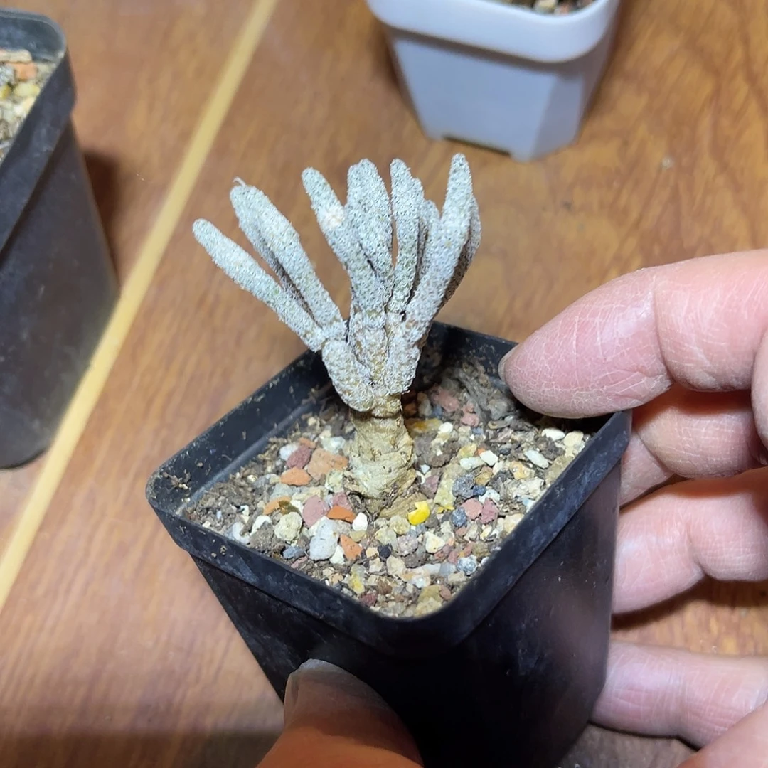 迷你牧师一物一拍