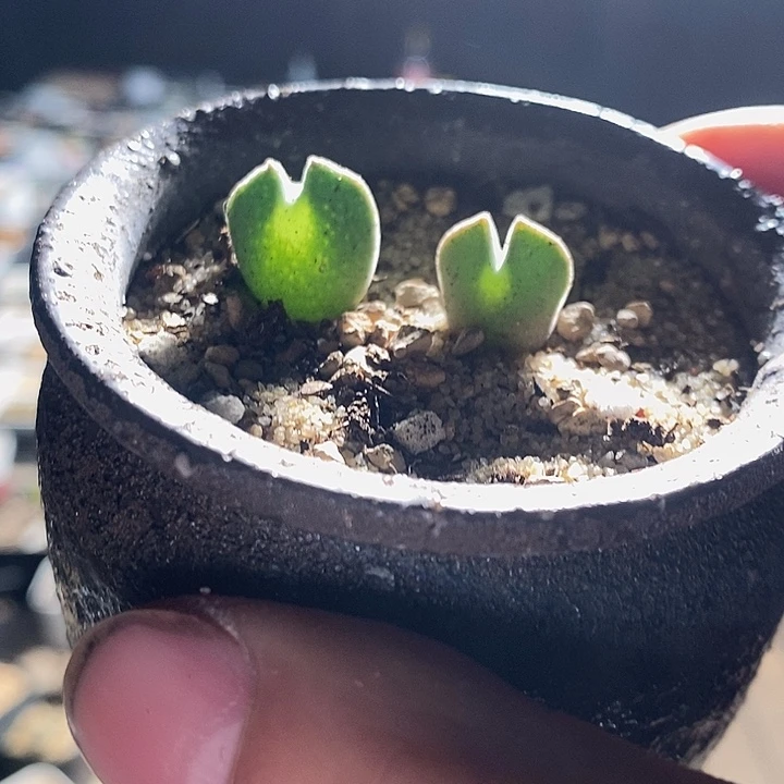 27308。 两颗大眼睛空蝉。