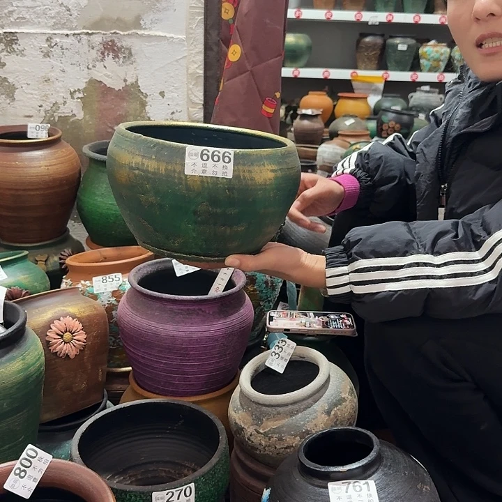 金绿666高度3口径20